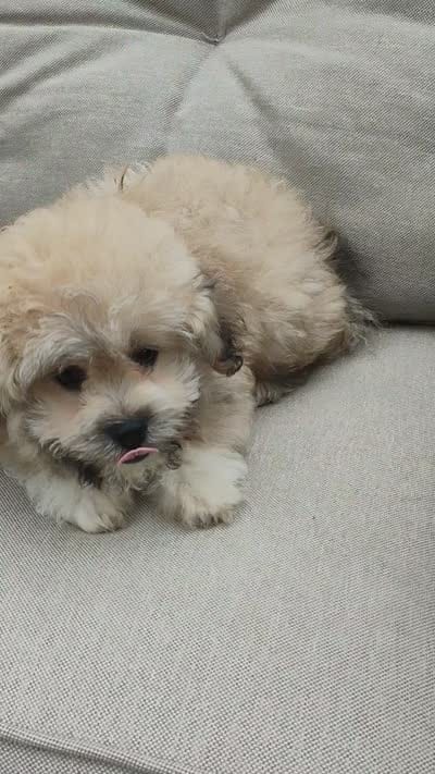 Teddy, a male Bichon Frise and Shih Tzu for sale in Portland, TN – 6 of 7