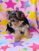 Jenni, a male Yorkshire Terrier for sale in Portland, TN – 5 of 5