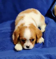 Remi, a male Cavalier King Charles Spaniel for sale in Portland, TN – Photo 2 of 5