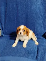 Remi, a male Cavalier King Charles Spaniel for sale in Portland, TN – Photo 4 of 5