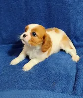 Remi, a male Cavalier King Charles Spaniel for sale in Portland, TN – Photo 3 of 5