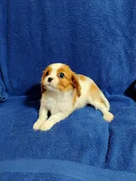 Remi, a male Cavalier King Charles Spaniel for sale in Portland, TN – Photo 5 of 5