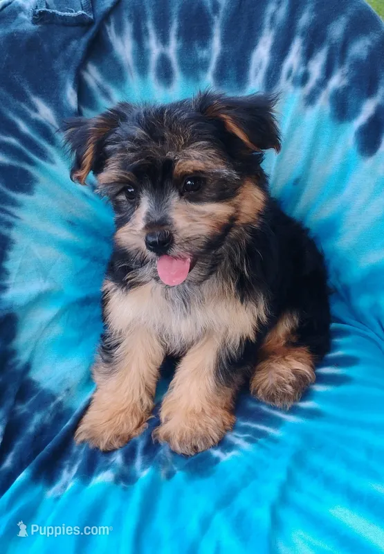 Axel – Yorkshire Terrier puppy for sale in Portland, TN