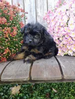 Mya, a female Pomapoo for sale in Portland, TN – 6 of 7