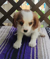 Daisy, a female Cavalier King Charles Spaniel for sale in Portland, TN – 3 of 7
