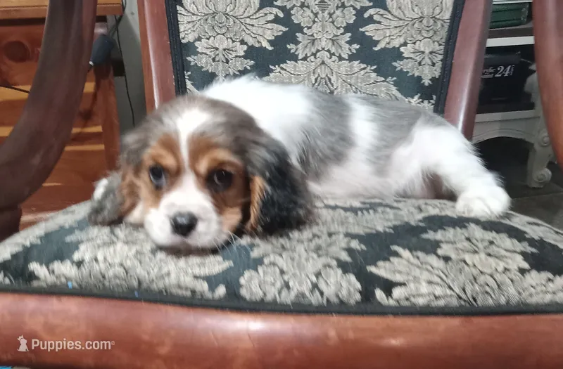 Sapphire – Cavalier King Charles Spaniel puppy for sale in Portland, TN