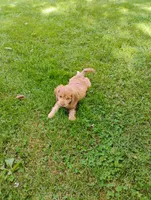 Cooper, a male Cavapoo for sale in Portland, TN – 4 of 4