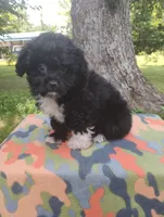 Odie, a male Aussiedoodle for sale in Portland, TN – 5 of 5
