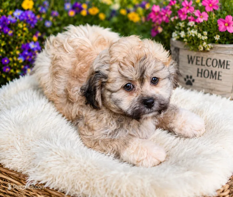 Tiger The Teddy Bear – Bichon Frise, Shih Tzu puppy for sale in Portland, TN