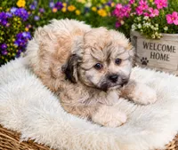 Tiger The Teddy Bear, a male Bichon Frise and Shih Tzu for sale in Portland, TN – 1 of 7