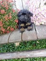 Izzie, a female Pomapoo for sale in Portland, TN – 2 of 7