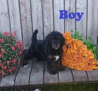 Benji, a male Poodle - Toy  for sale in Portland, TN – 2 of 3