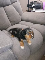 Jasper, a male Cavalier King Charles Spaniel for sale in Portland, TN – 4 of 5