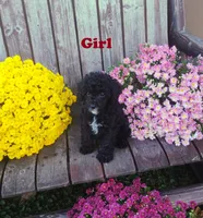 Scarlett , a female Poodle - Toy  for sale in Portland, TN – 2 of 5