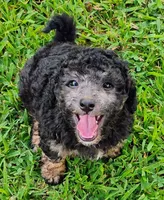 Joey, a male Schnoodle for sale in Portland, TN – 2 of 4