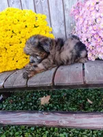 Aubrey, a female Pomapoo for sale in Portland, TN – 3 of 6
