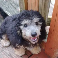 Curly, a male Schnoodle for sale in Portland, TN – 4 of 5