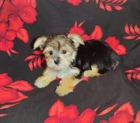 Jenni, a female Yorkshire Terrier for sale in Portland, TN – 4 of 4