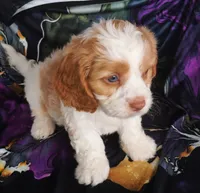 Murphy, a male Cavapoo for sale in Portland, TN – 3 of 5