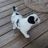 Max, a male Pug for sale in Portland, TN – Photo 8 of 10