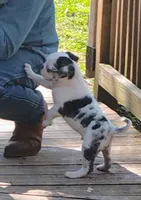 Max, a male Pug for sale in Portland, TN – Photo 7 of 10