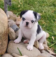 Max, a male Pug for sale in Portland, TN – Photo 2 of 10