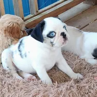 Max, a male Pug for sale in Portland, TN – Photo 10 of 10