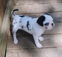 Max, a male Pug for sale in Portland, TN – Photo 3 of 10