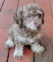 Bingo, a male Schnoodle for sale in Portland, TN – 2 of 5
