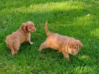 Annie, a female Cavapoo for sale in Portland, TN – 3 of 4