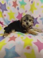 Minnie, a female Yorkshire Terrier for sale in Portland, TN – 3 of 5