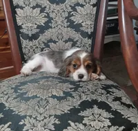 Sapphire, a male Cavalier King Charles Spaniel for sale in Portland, TN – 2 of 7