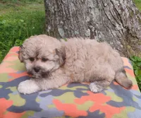 Teddy, a male Bichon Frise and Shih Tzu for sale in Portland, TN – 4 of 5