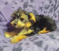 Axel, a male Yorkshire Terrier for sale in Portland, TN – 2 of 3