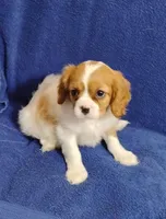 Murphy, a male Cavalier King Charles Spaniel for sale in Portland, TN – Photo 2 of 5