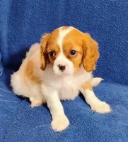 Murphy, a male Cavalier King Charles Spaniel for sale in Portland, TN – Photo 3 of 5