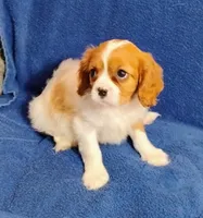 Murphy, a male Cavalier King Charles Spaniel for sale in Portland, TN – Photo 1 of 5