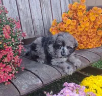 Scooter, a male Pomapoo for sale in Portland, TN – 6 of 6