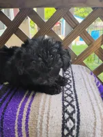 Kiki, a male Aussiedoodle for sale in Portland, TN – 4 of 5