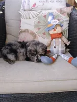 Scooter, a male Pomapoo for sale in Portland, TN – 3 of 6