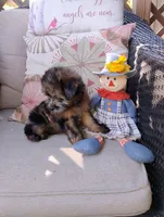 Annie, a female Pomapoo for sale in Portland, TN – 4 of 4