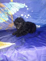 Kip, a male Poodle - Toy  for sale in Portland, TN – 3 of 4