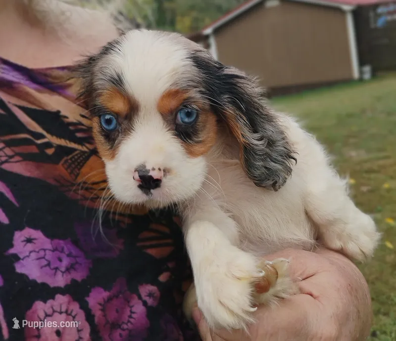 Blue-eyed Blaze – Cavalier King Charles Spaniel puppy for sale in Portland, TN