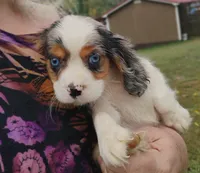 Blue-eyed Blaze, a male Cavalier King Charles Spaniel for sale in Portland, TN – 1 of 10