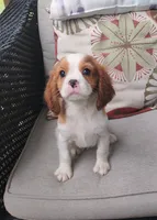 Copper, a male Cavalier King Charles Spaniel for sale in Portland, TN – 3 of 5