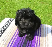 Kiki, a male Aussiedoodle for sale in Portland, TN – 4 of 4