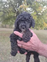 Scarlett, a female Poodle - Toy  for sale in Portland, TN – 2 of 5