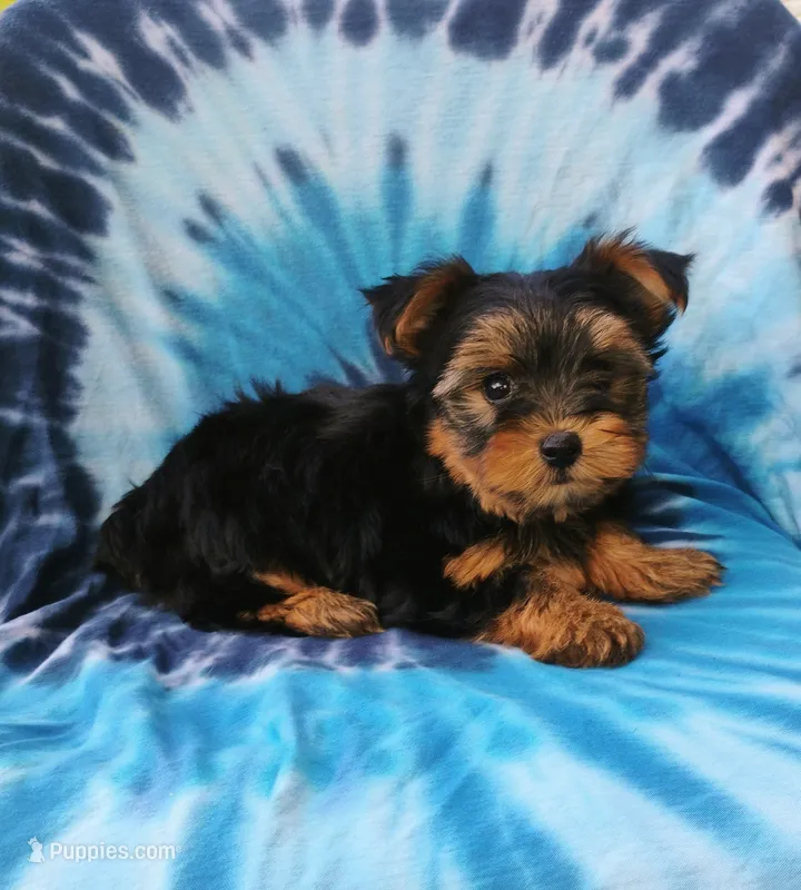Benson – Yorkshire Terrier puppy for sale in Portland, TN