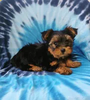 Benson, a male Yorkshire Terrier for sale in Portland, TN – 1 of 6