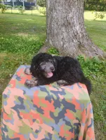 Joey, a male Schnoodle for sale in Portland, TN – 4 of 5